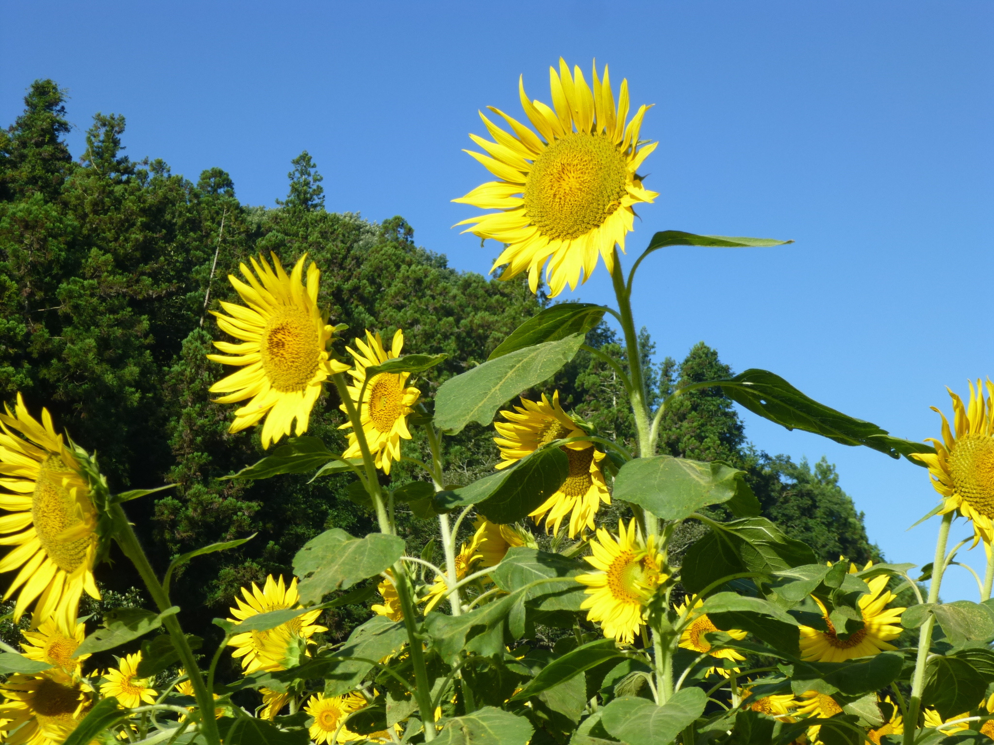 p1000514.jpg